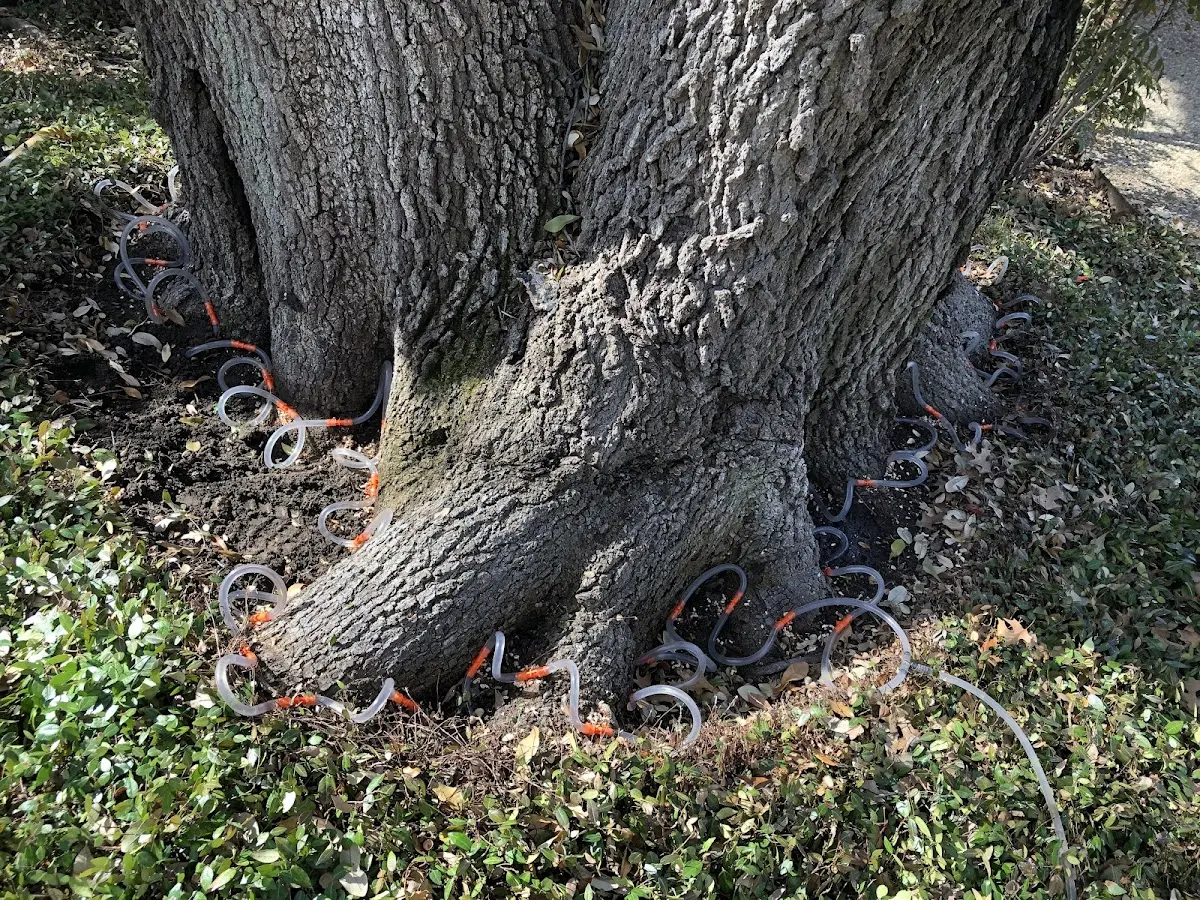 Detailed Tree Cabling and Bracing job site in Chicago Heights