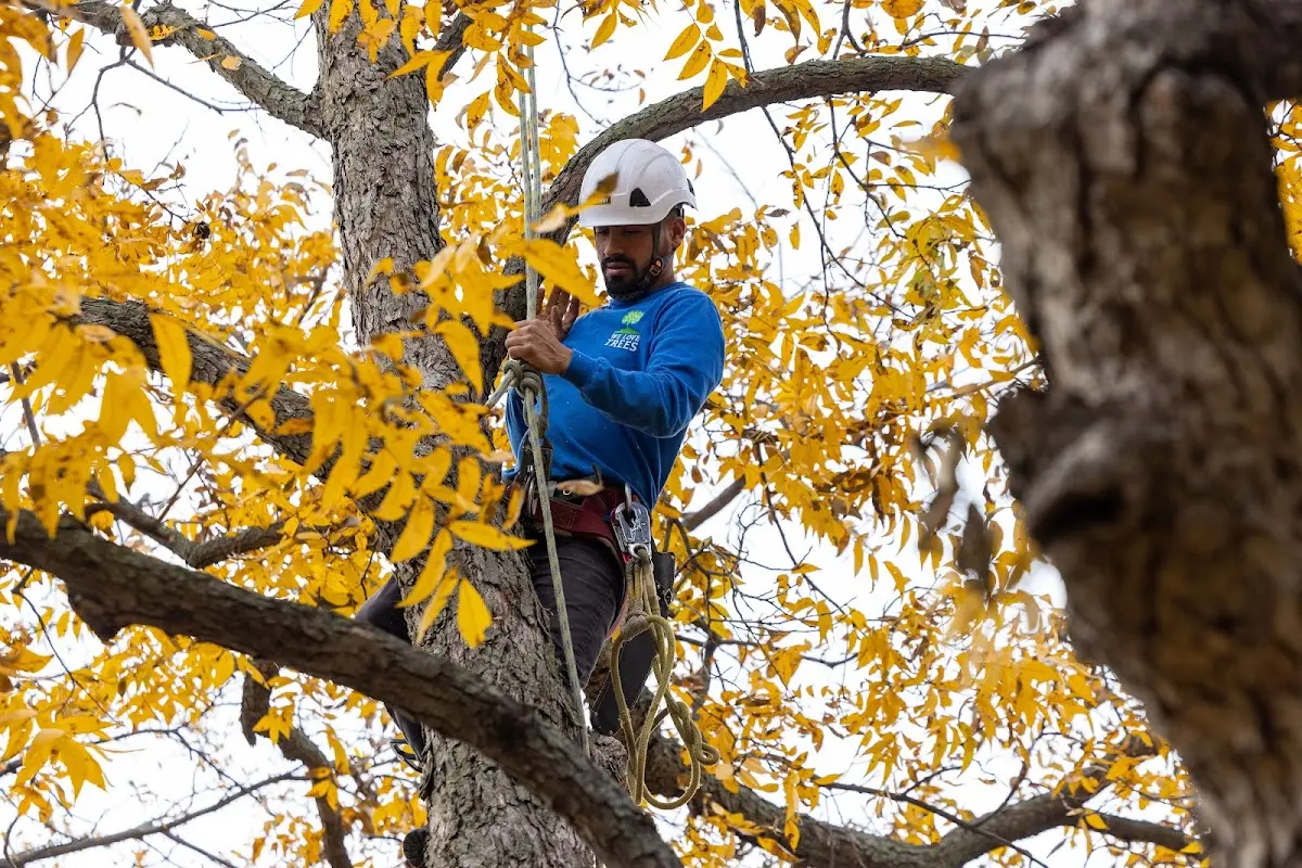 Skilled Tree Planing crew working in Chicago Heights