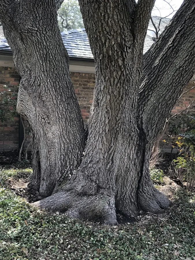 Mature heritage tree close to a Chicago Heights property cared for by certified arborists